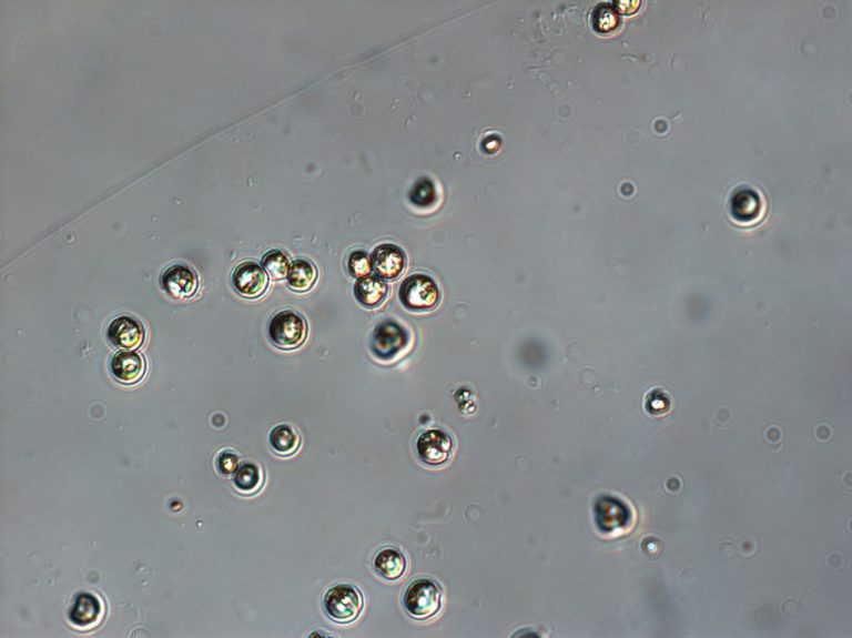 Phaeocystis spp. California HABMAP
